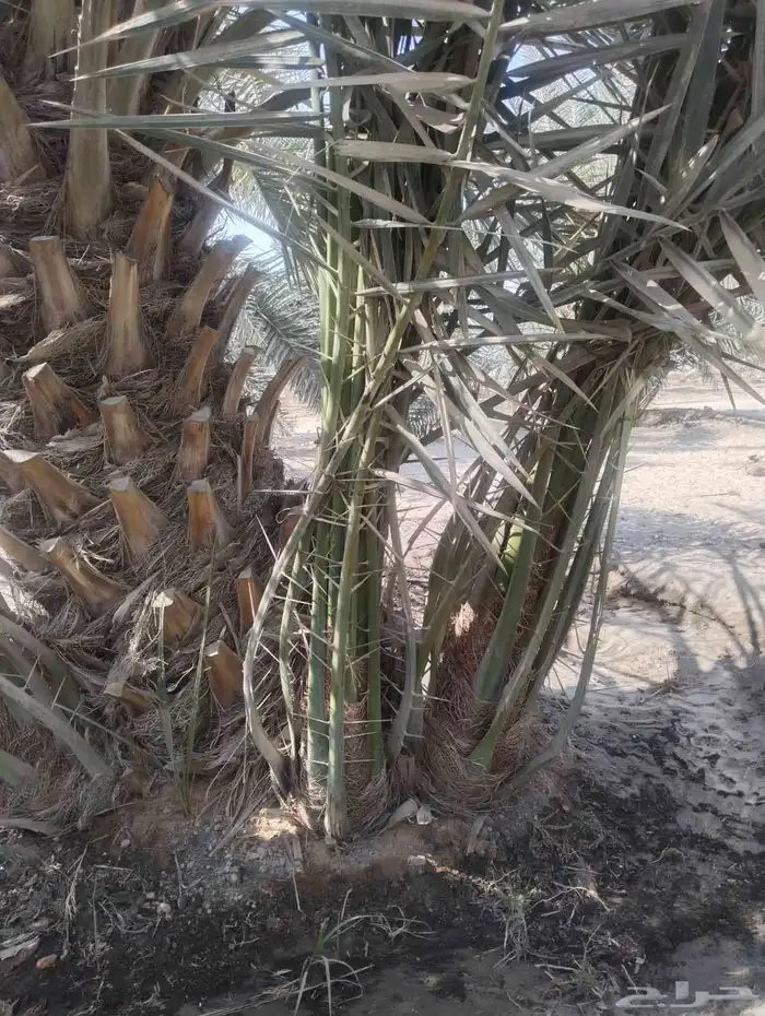 زراعه جميع انواع النخيل العربي واشنطني واعمال الشبوك وتوريده 4