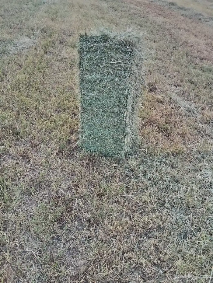 بلوبنك ناعم شد ووزن 1