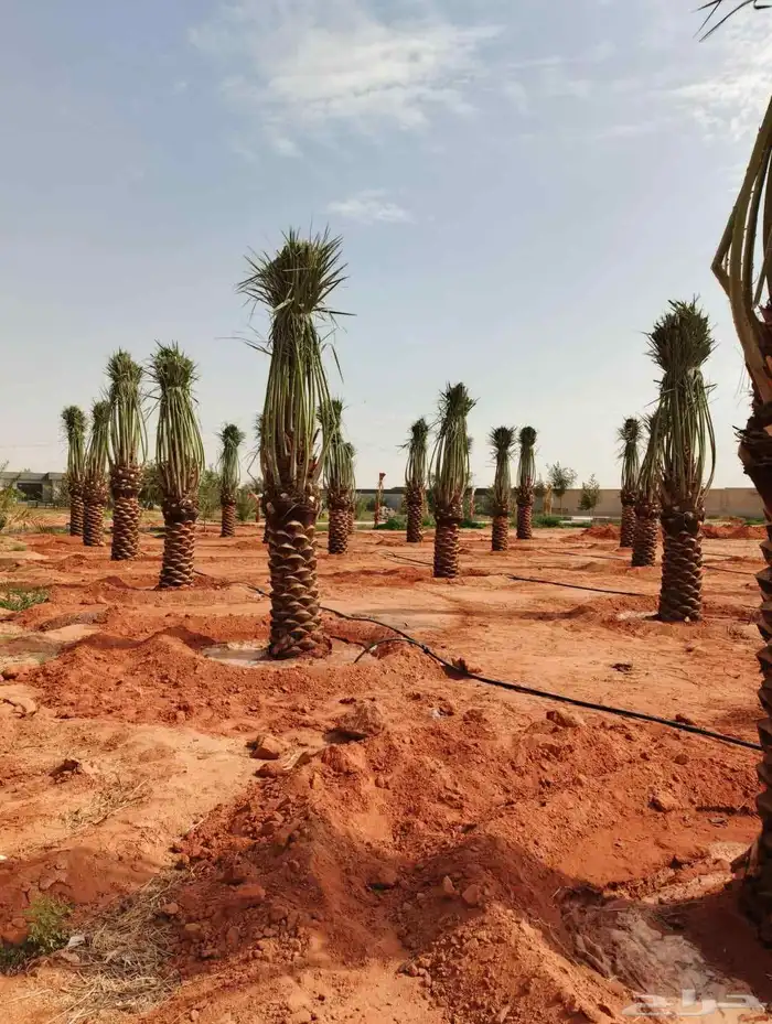 نخل للبيع بجميع انواعها 0