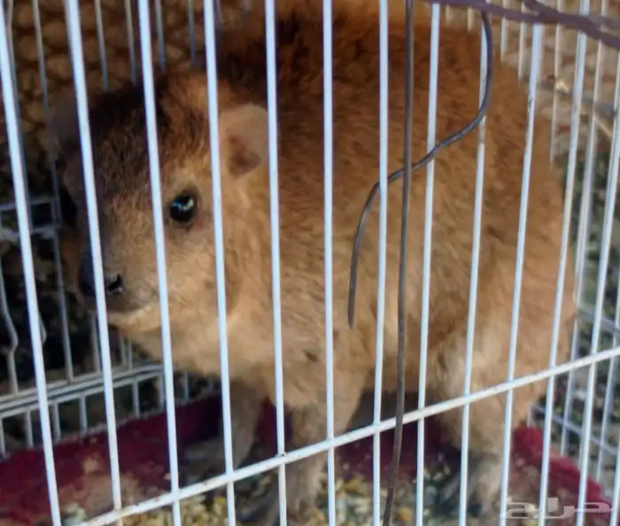 انثى وب ر نجدي ثاني او ثلاث ولده عندي 0