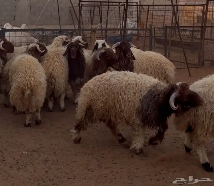 طليان جبره 1