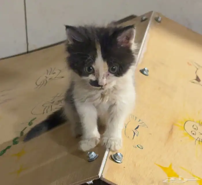 قطه للتبني 0