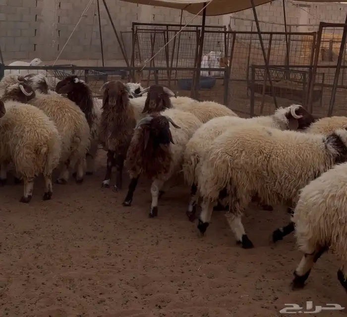 طليان جبره 0