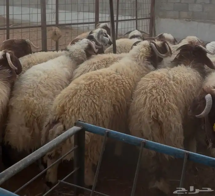 طليان جبره 2