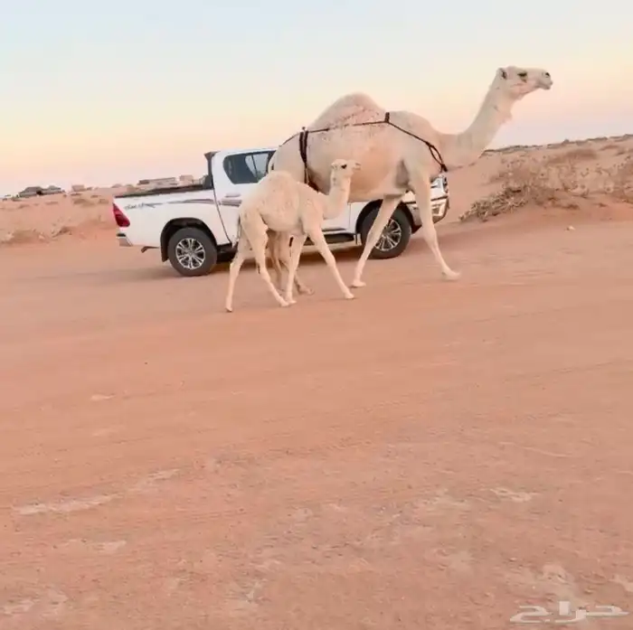 خلفه وضحا تحتها بكره 2