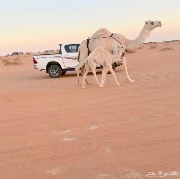 خلفه وضحا تحتها بكره 1