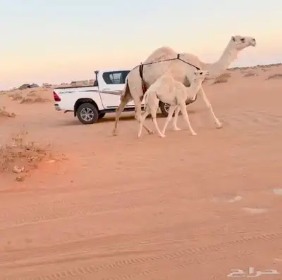 خلفه وضحا تحتها بكره index