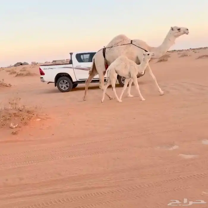 خلفه وضحا تحتها بكره 0