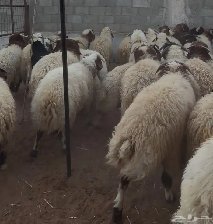 طليان جبره 3