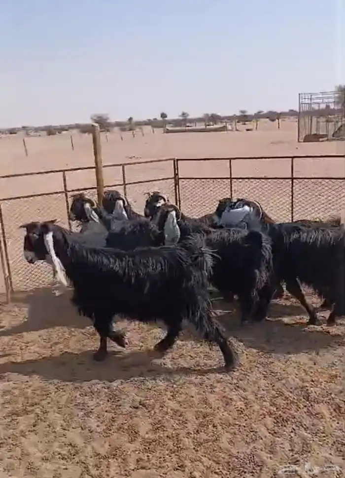 ماعز للبيع 3