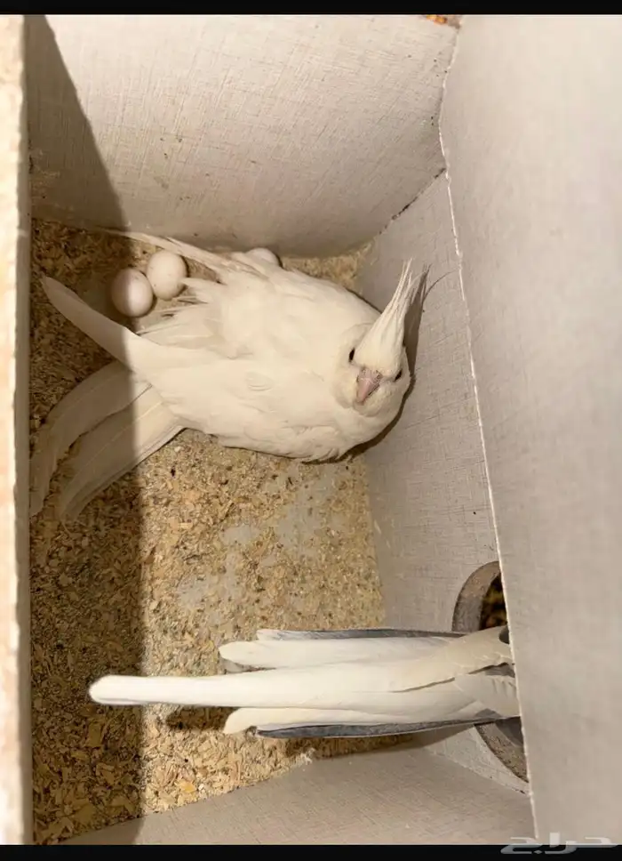 كروان جوز منتج ومتكلم 1