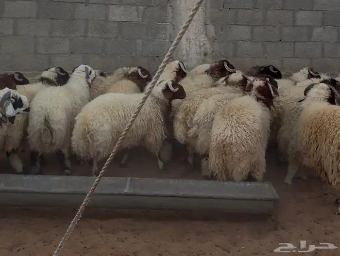 طليان جبره 4