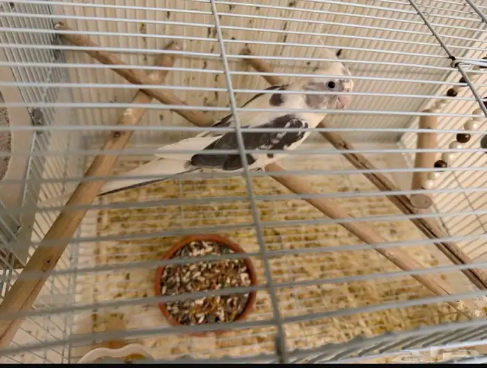 كروان جوز منتج ومتكلم 0