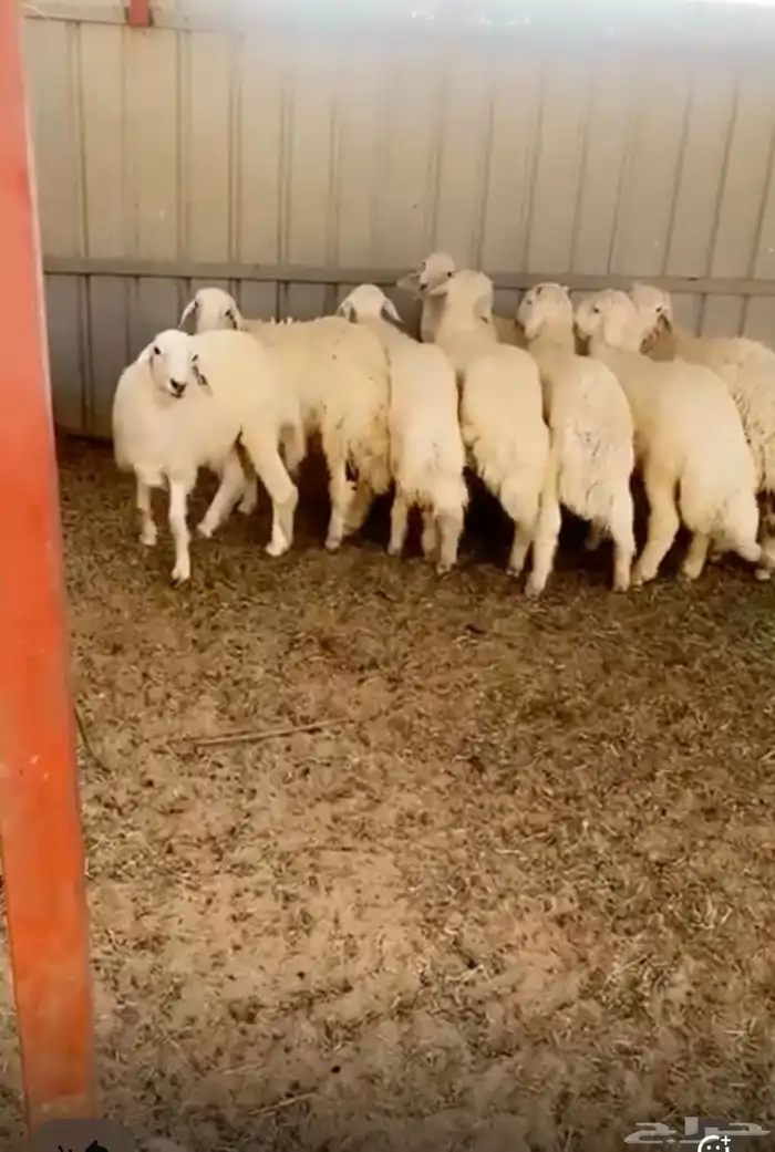 خرفان حريات 0