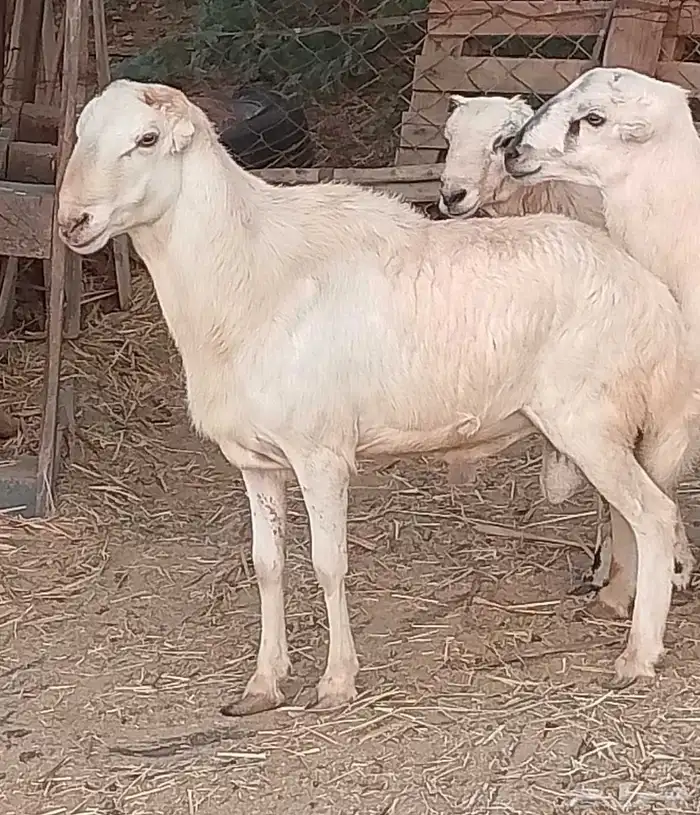 خروف للبيع 0