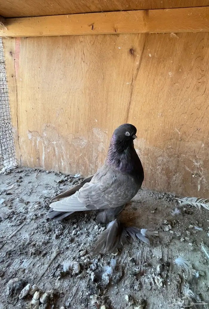 حمام خوارج تفريد 0