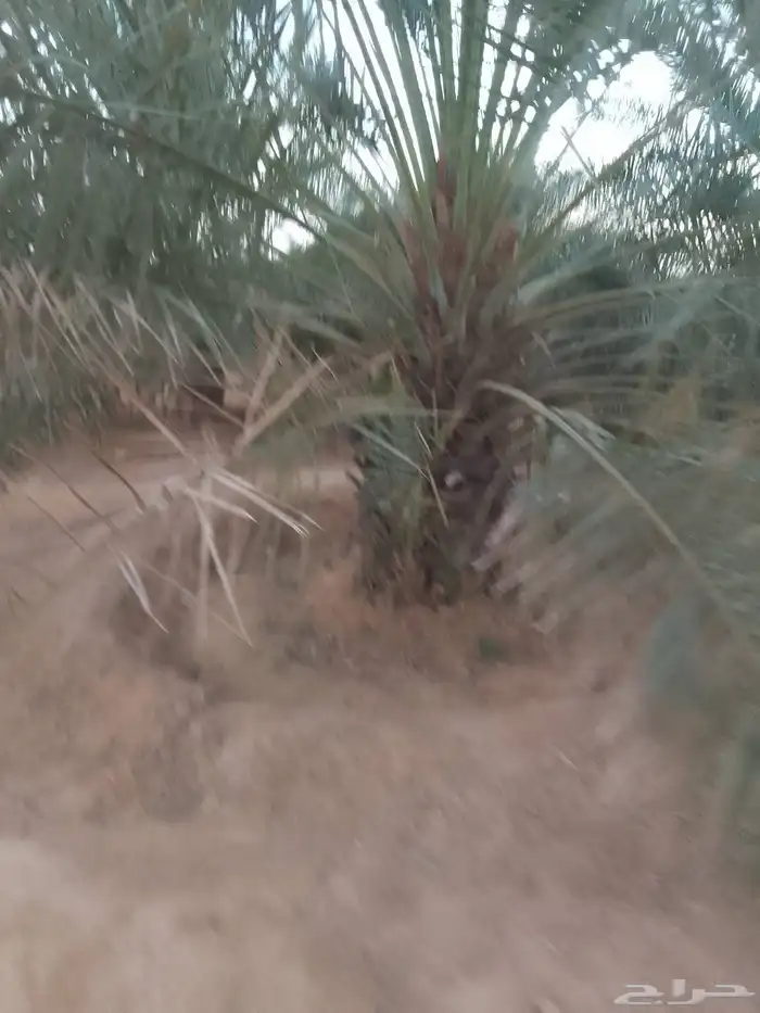 نقوم بتوريد جميع انواع النخيل العربي والواشنطن جميع المقاست 2