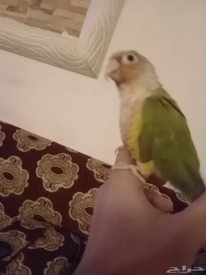 كنيور قرين شيك متكلم واو أليف جدا 12