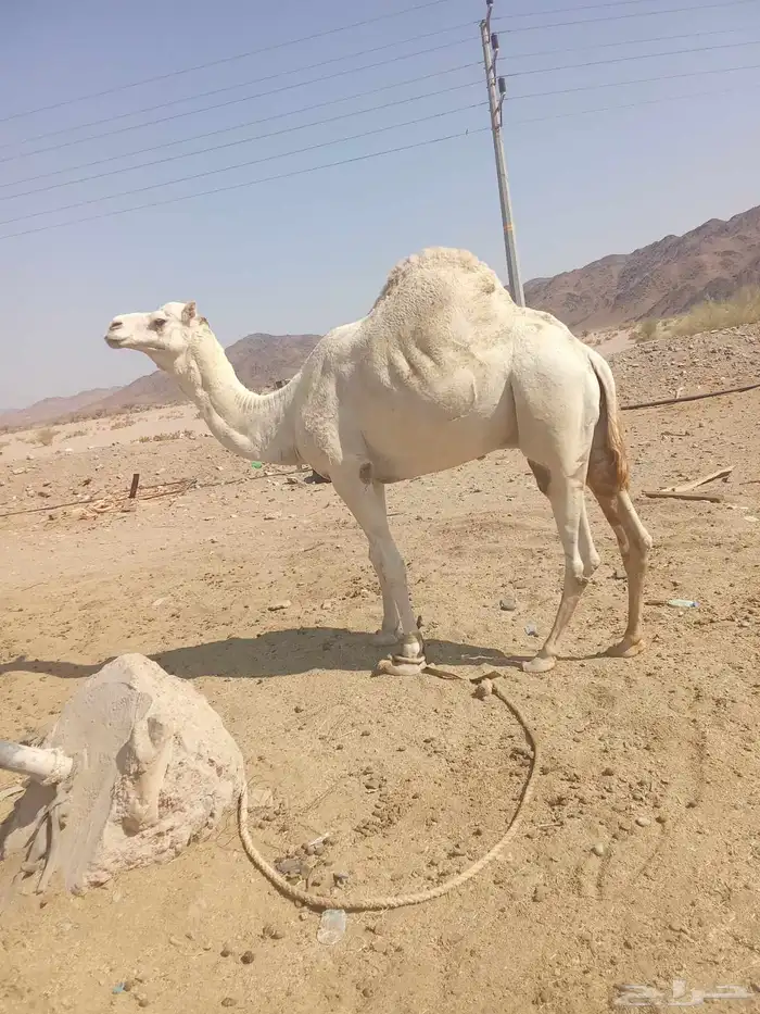 للبيع جمل سلاله الذيب 1
