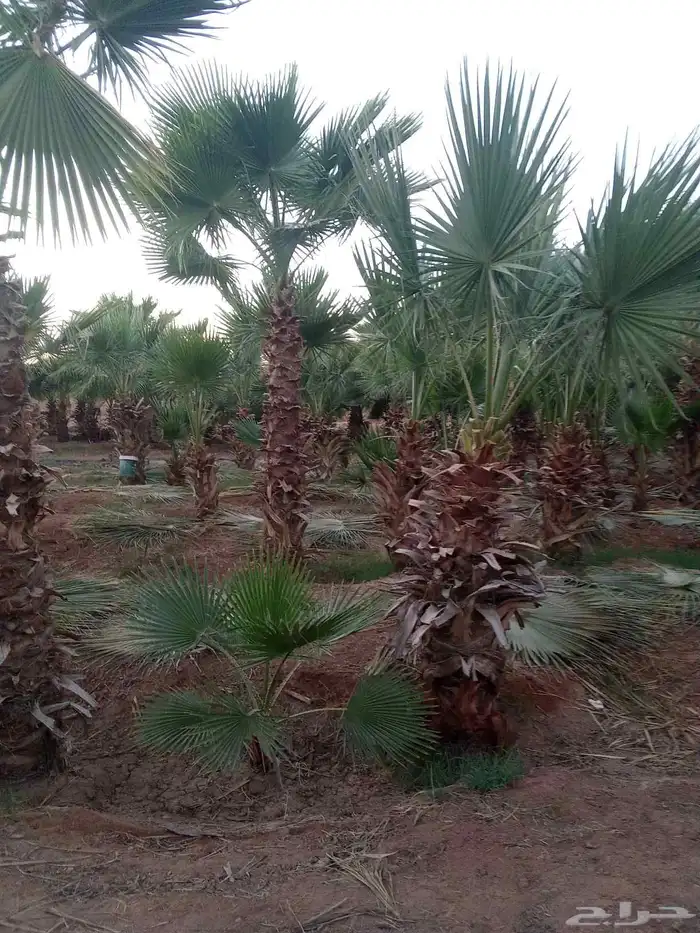 دخل واشنطني جميع المقاسات توريد في جميع المملكه 6