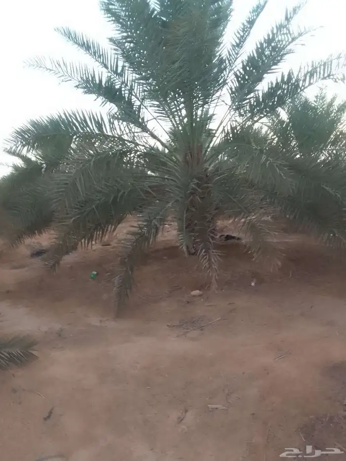نقوم بتوريد جميع انواع النخيل العربي والواشنطن جميع المقاست 0