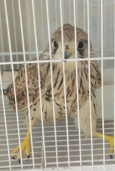 شبوط للبيع index