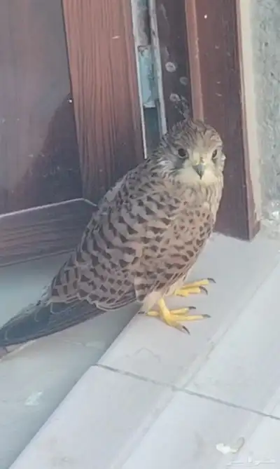 شبوط للبيع index