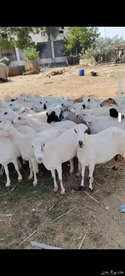 أعرض لكَم ضان رفيديات ميديا ت العدد50كلها دفيع index