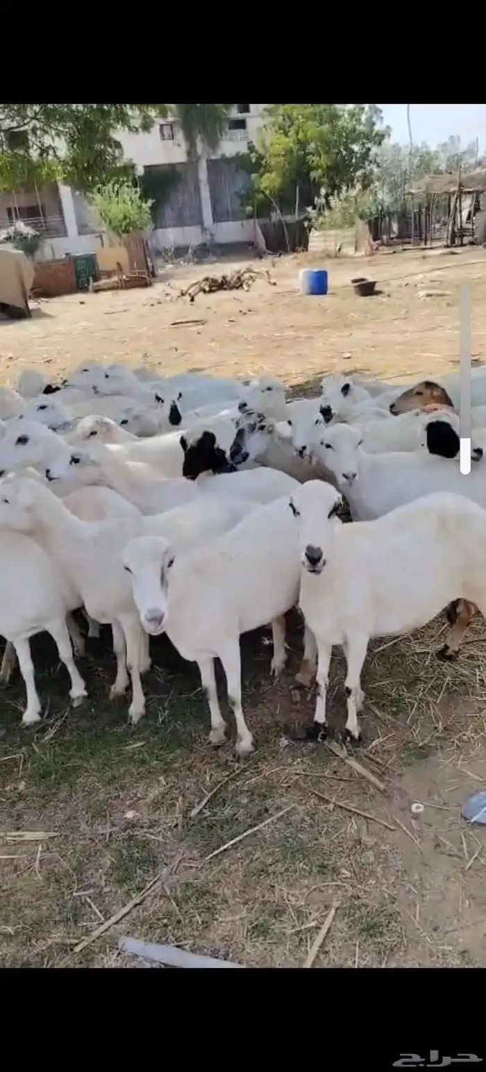 أعرض لكَم ضان رفيديات ميديا ت العدد50كلها دفيع 0