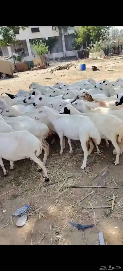 أعرض لكَم ضان رفيديات ميديا ت العدد50كلها دفيع index