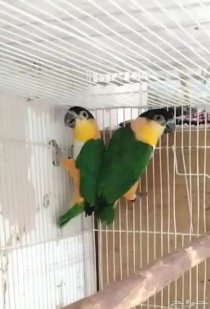 زوك كايك بلاك 0