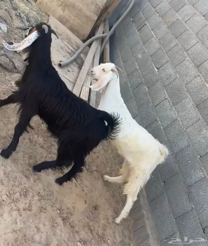 تيوس مخاصي 0