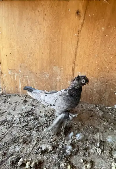 حمام خوارج تفريد index