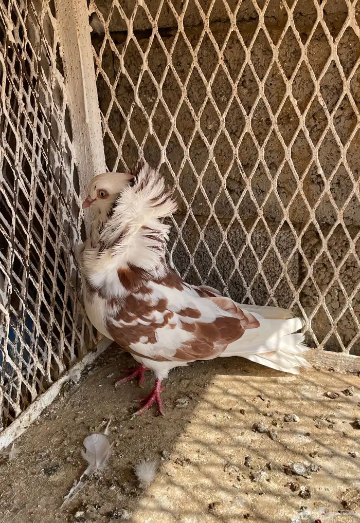 حمام خوارج تفريد 7