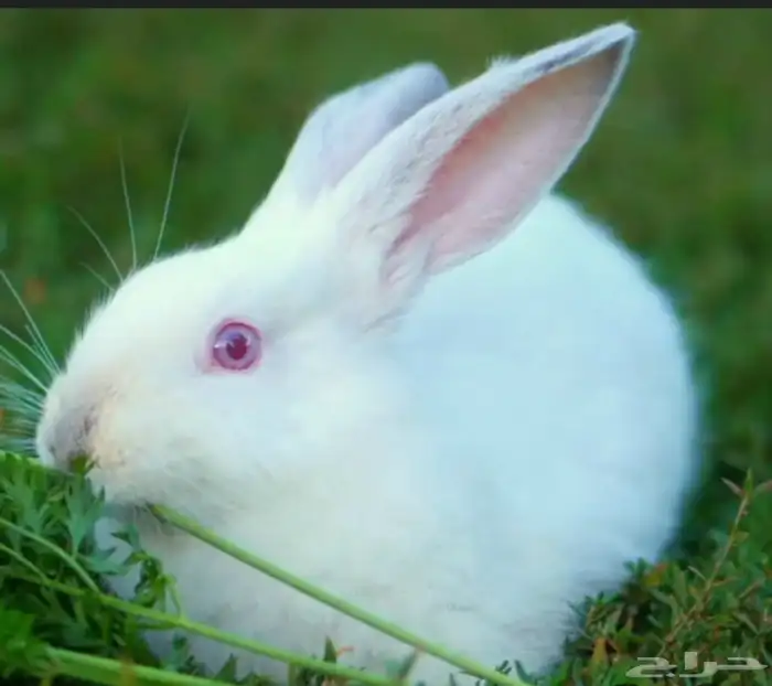 للبيع ذكور ارانب ذبح سمان 0