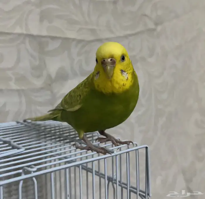 انثى بادجي 0