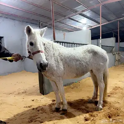 فرس بونيه للاستثمار بالحدايق والمتنزهات وتعليم ركوب الخيل index