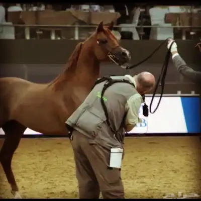 فحل متاح التشبيه الخيل الواهو index