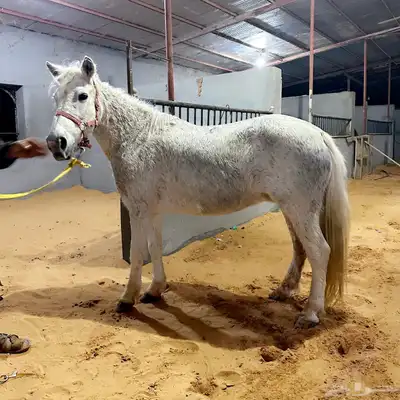 فرس بونيه للاستثمار بالحدايق والمتنزهات وتعليم ركوب الخيل index