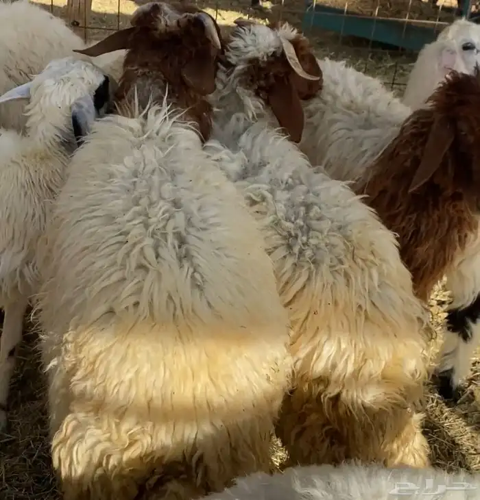 ذبايح نعيم   تابي و تمارا 6