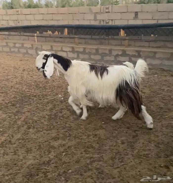 عنز مشروكه تحتها بنتها تنسفط 2