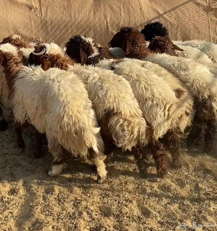 ذبايح نعيم   تابي و تمارا 2