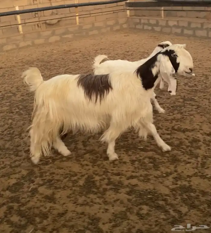 عنز مشروكه تحتها بنتها تنسفط 0