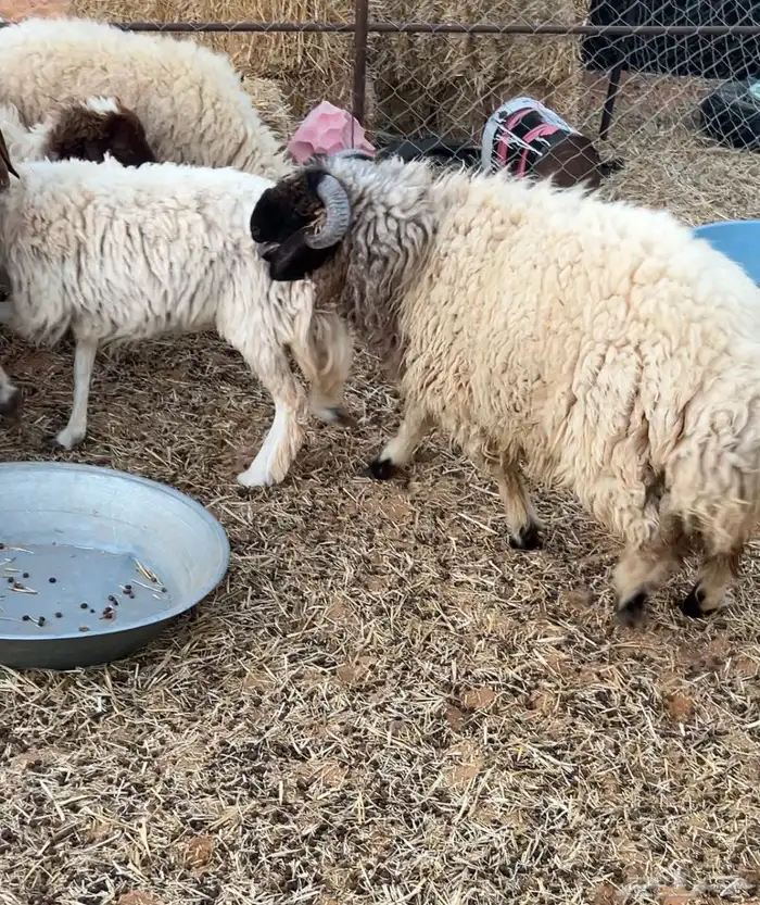 خروف جذع ادرع 0