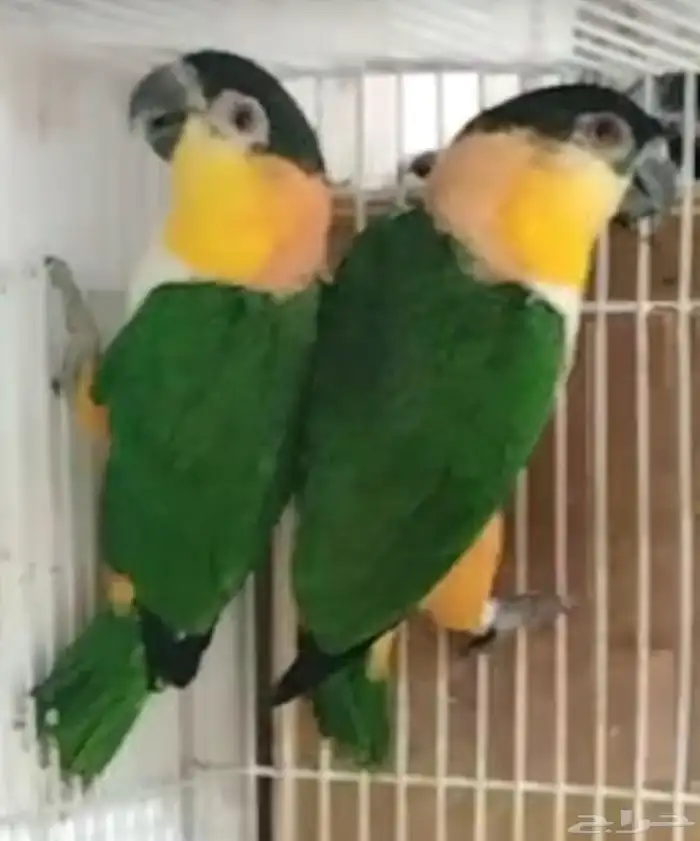 زوك كايك بلاك 1