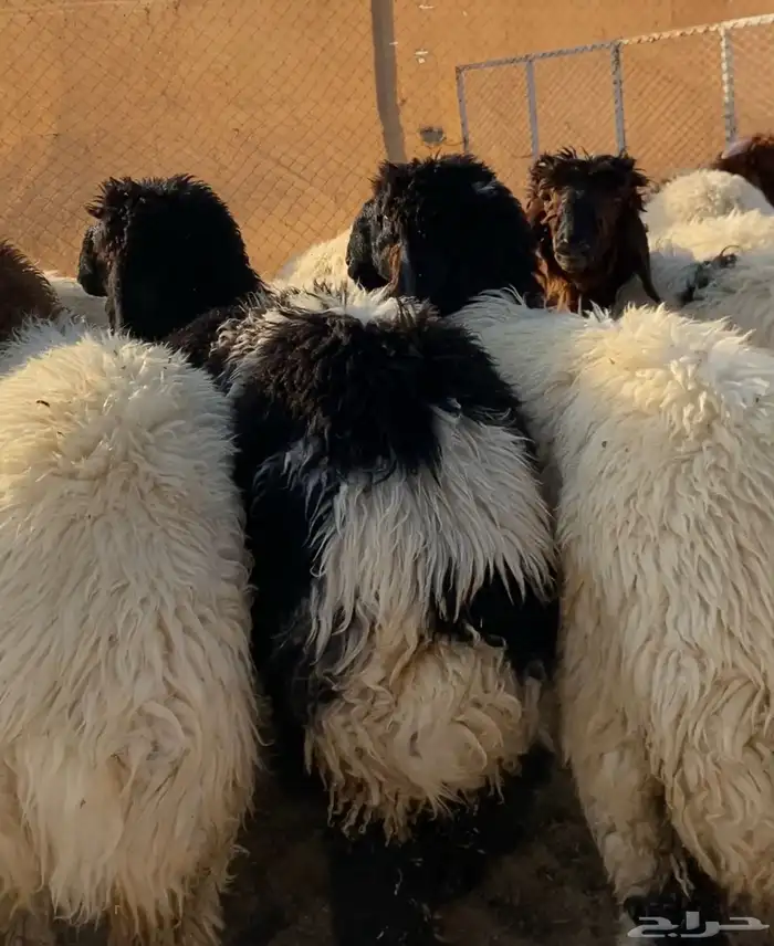 ذبايح نعيم   تابي و تمارا 1