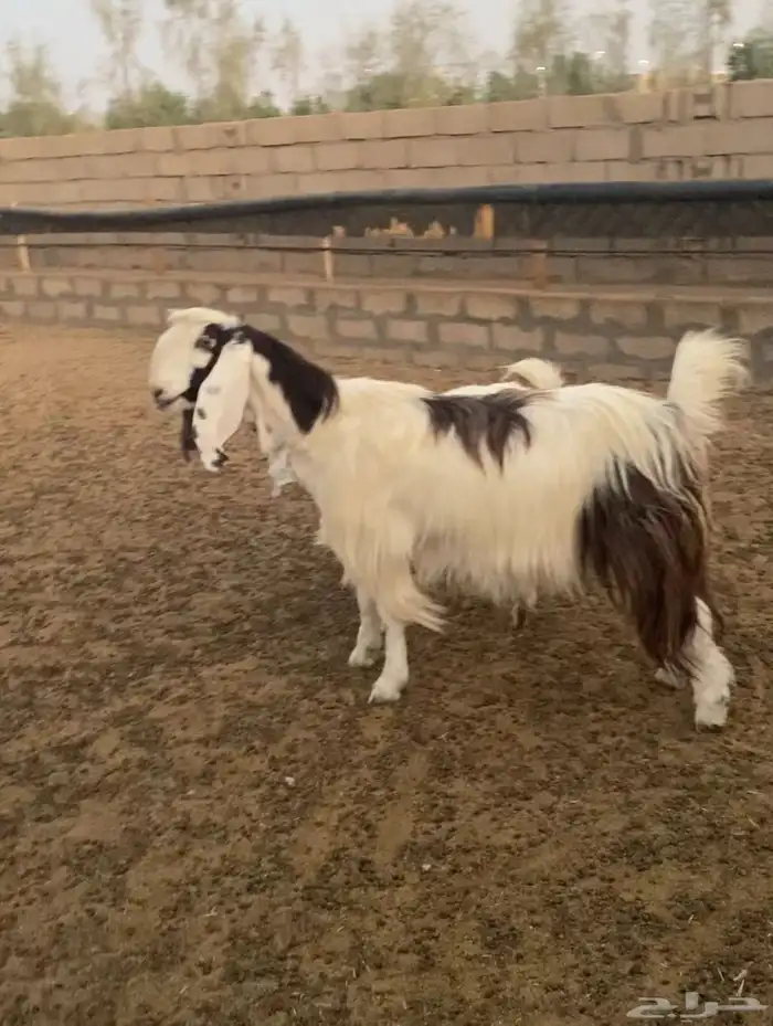 عنز مشروكه تحتها بنتها تنسفط 1