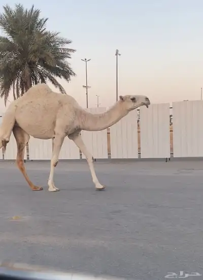 بكره رمانيه حقه index