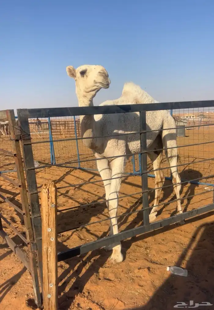 ناقه وضحا جذعه 1