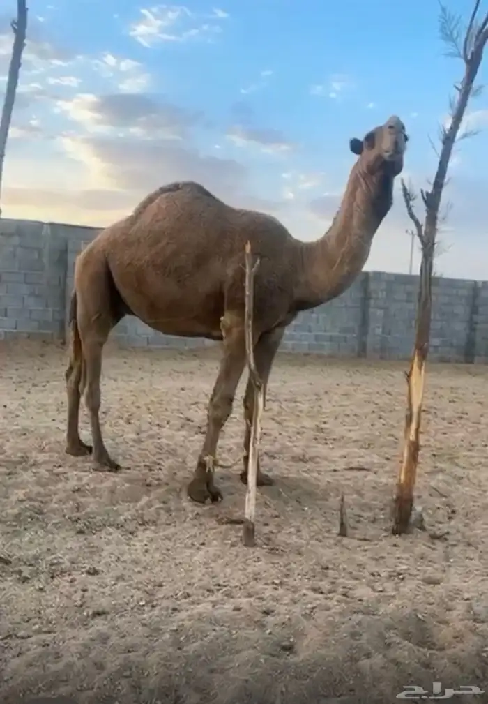 للبيع البعير الاشعل 0